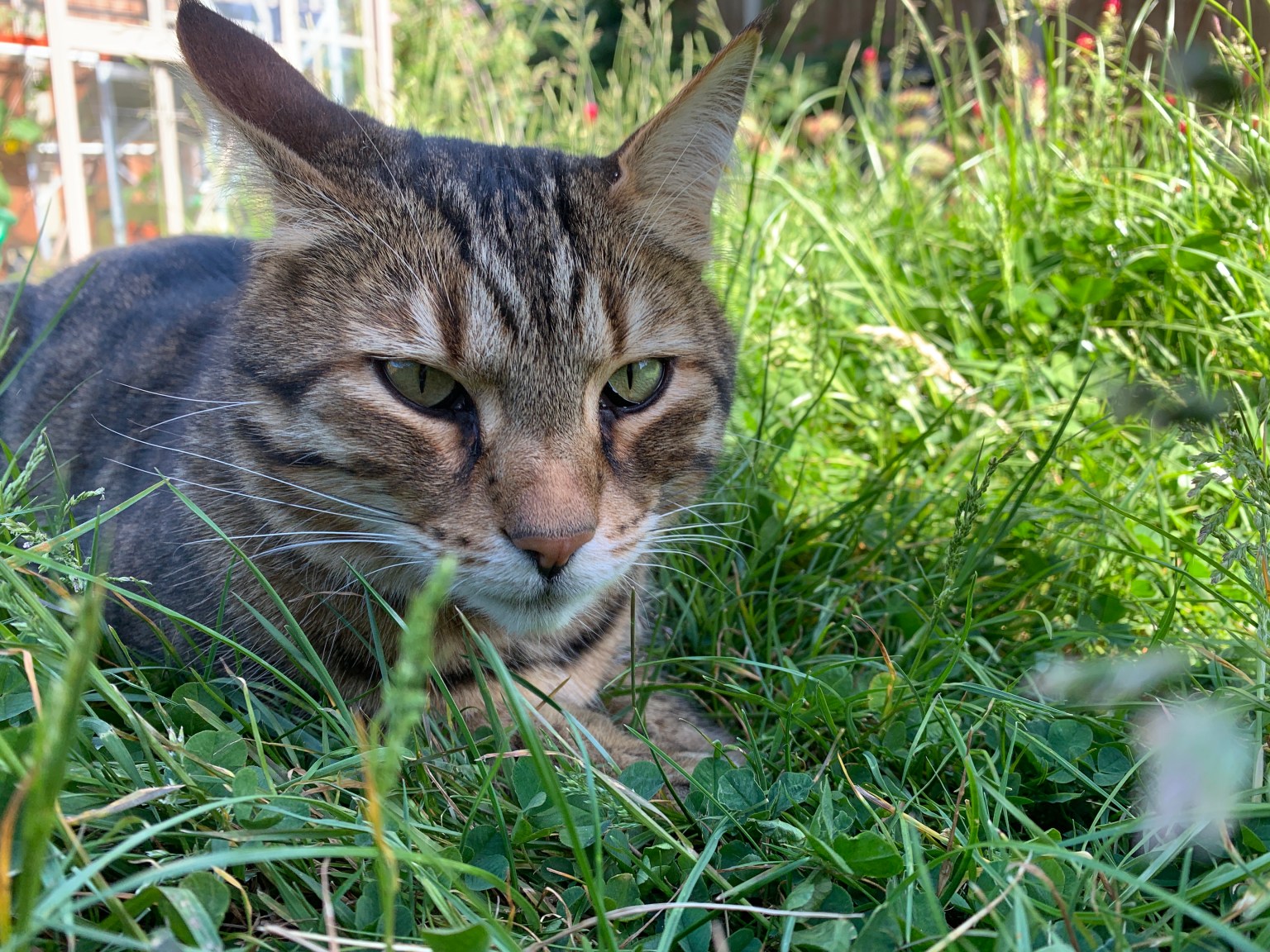 A Bengal cross cat called Trouble
