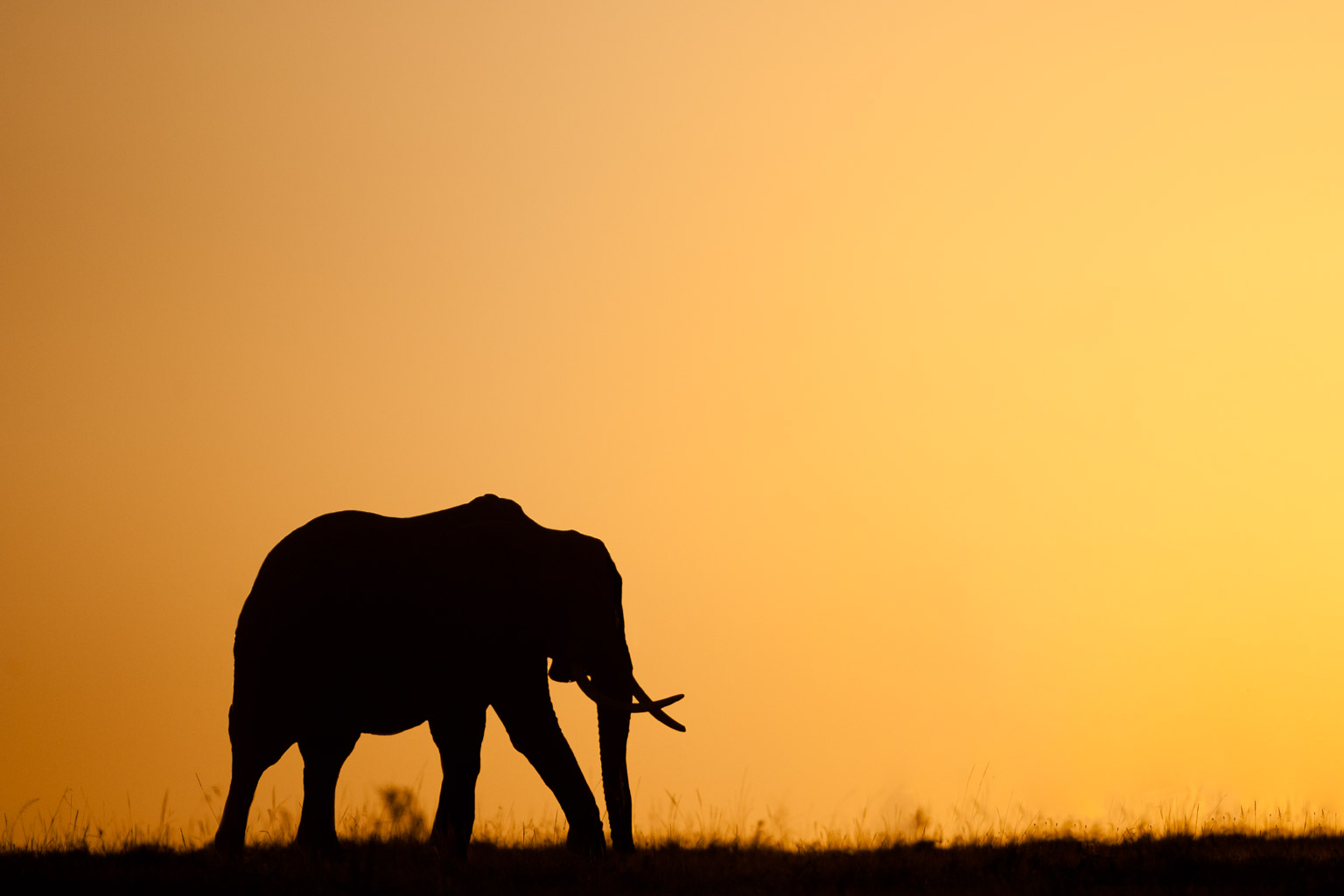 Elephant silhouette with golden orange sky and sunrise in Kenya taken by Ian Mears