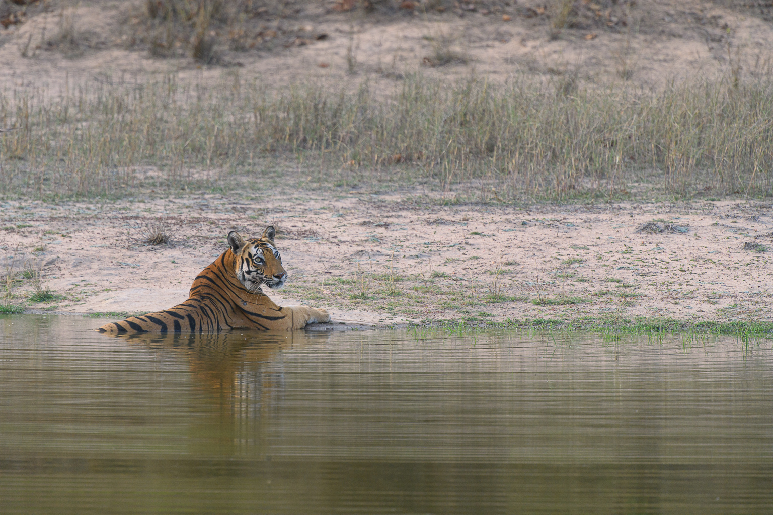 Bengal Tiger resting in a lake in Bandhavgarh looking over shoulder. Taken by Ian Mears