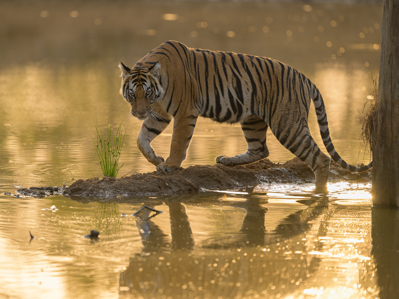 A male bengal tiger walking on a spit of earth into a lake at sunset in Bandhavgarh park. golden light behind, staring at camera and taken by Ian Mears