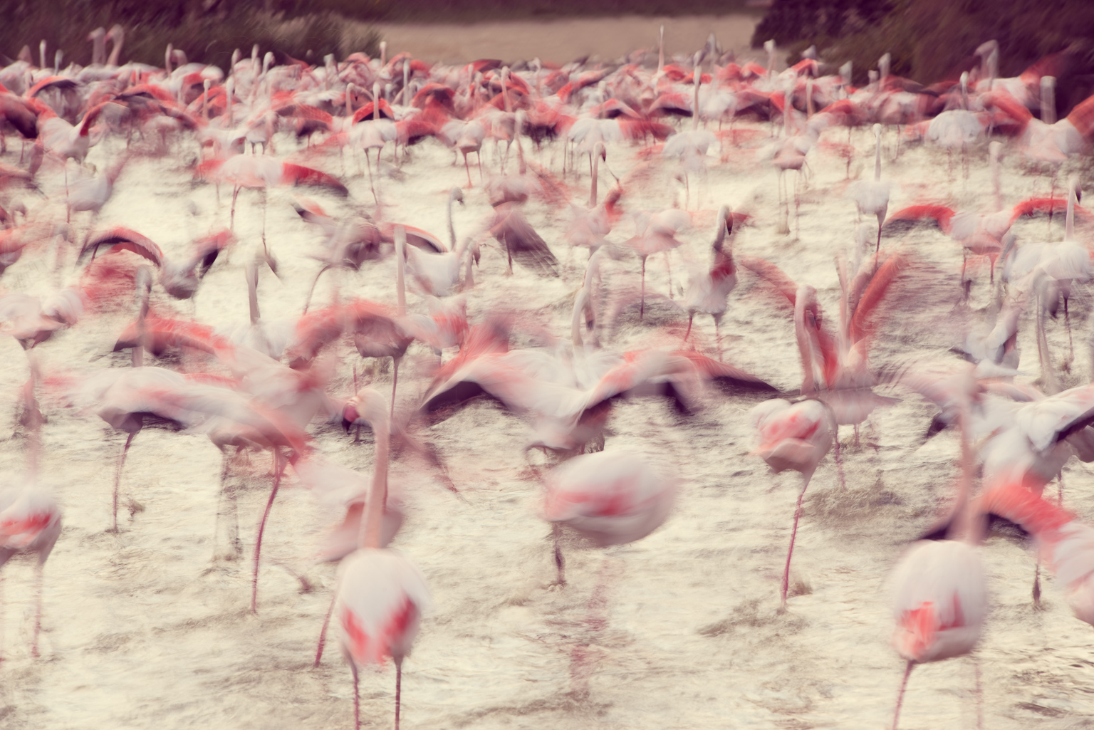 flock of pink flamingos on a lake artistically blurred to show movement. taken in the camargue, france by ian mears