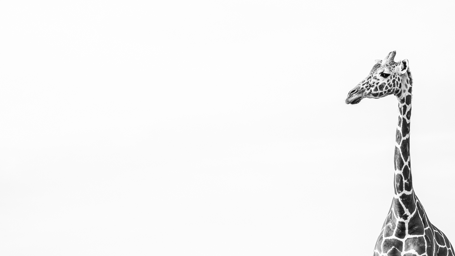 reticulated giraffe in black and white with pure white sky. giraffe in right of frame looking to the left