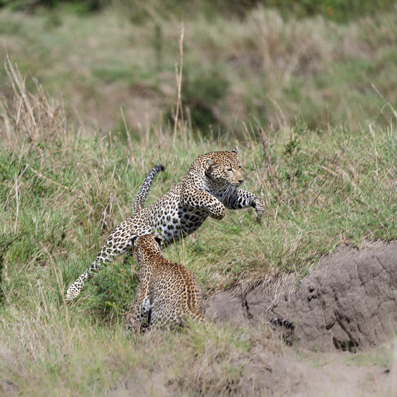 Two Leopards in Olare Motorogi Conservancy, Maasai Mara, Kenya. Leopards are playing and one is leaping through the air past the other one. Taken by Ian Mears