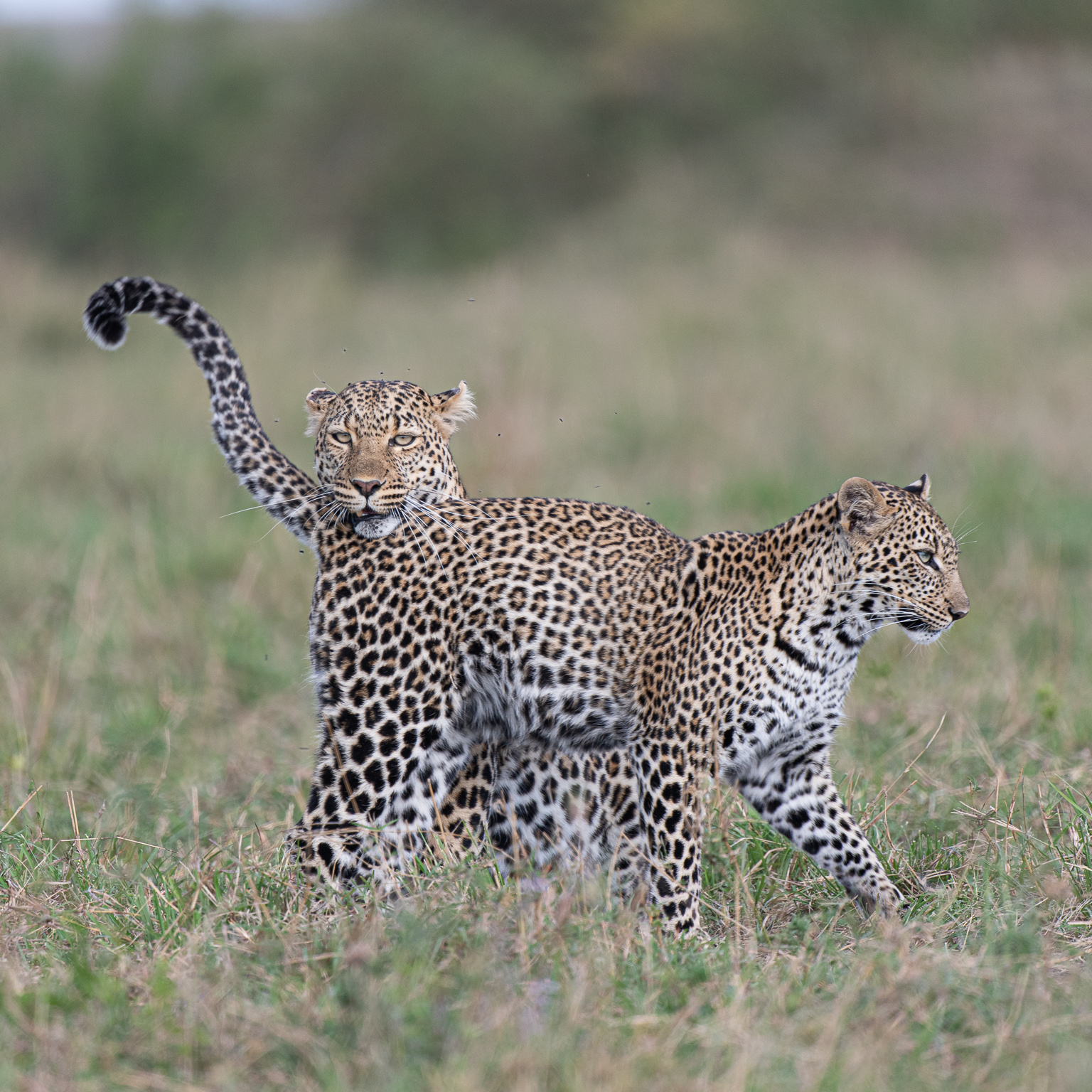 Two Leopards interacting. One standing parallel to camera and one resting his head on the back of the other with a funny facial expression. Taken by Ian Mears in Olare Motorogi conservancy, Kenya.