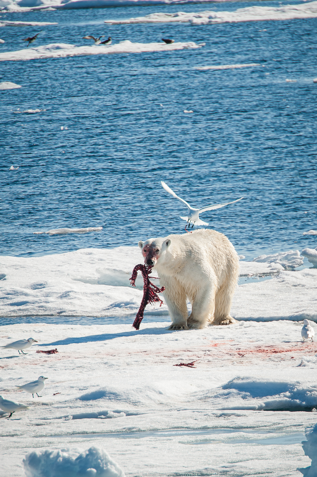 polar bear (ursus maritimus) walking on sea ice with the spine of a seal in its mouth while being dive bombed by seagulls